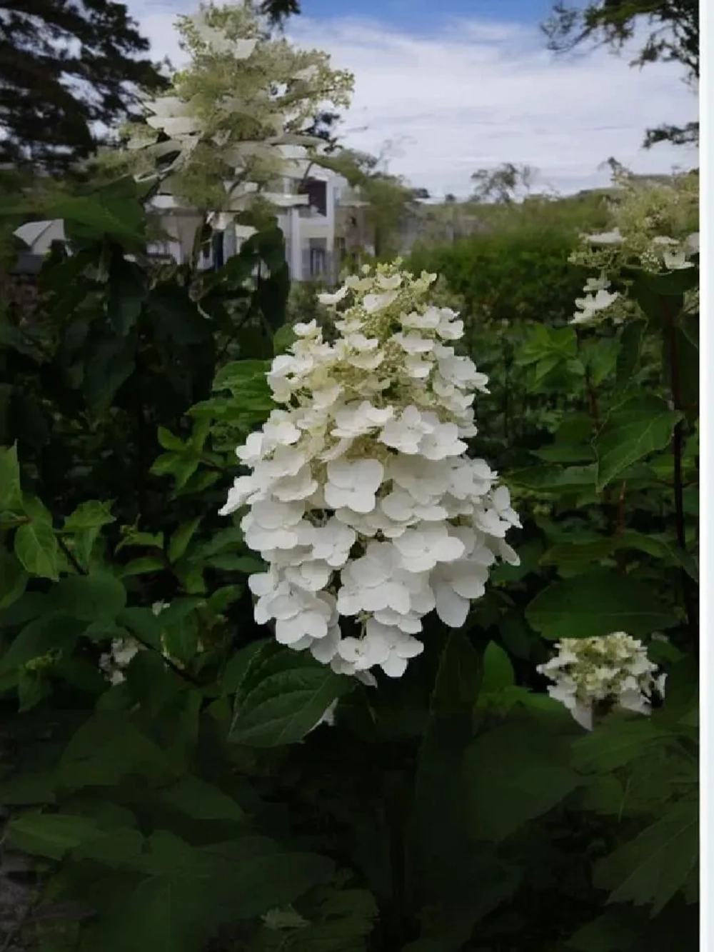 Гортензия метельчатая Киушу