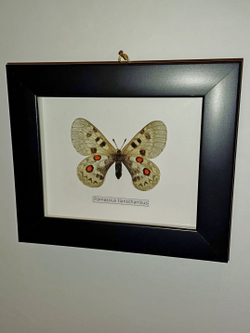 Бабочка Parnassius tianschanicus самка в рамке
