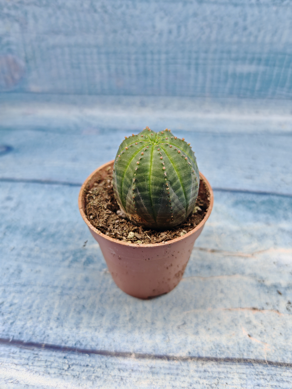 Euphoria Obesa (Эуфорбия)