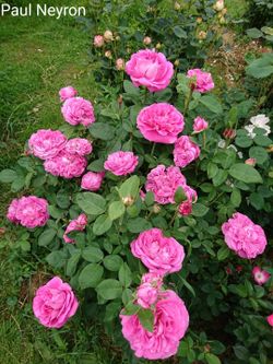 Поль Нерон (Paul Neyron)