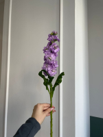 Маттиола фиолетовая