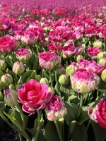 Тюльпан Пионовидный Викед ин Пинк