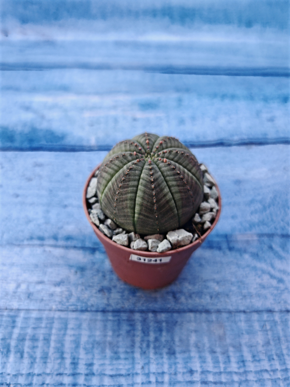 Суккулент Euphorbia Obesa (Эуфорбия)