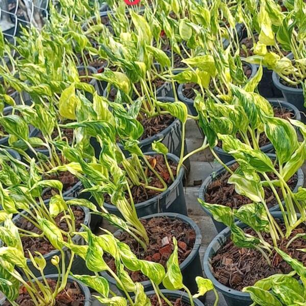 Эпипремнум SHANGRI LA