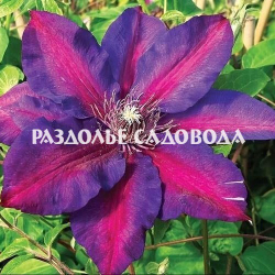 Клематис крупноцветковый Миссис Н. Томпсон