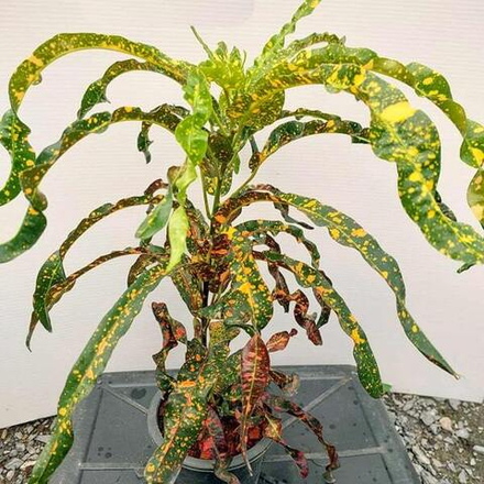 Кротон QUEEN OF SIAM