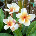 Плюмерия карликовая DOUNG SEDTHEE