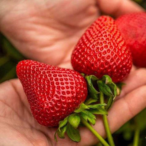 Саженцы ремонтантной клубники Роял Ройс (Royal Royce)