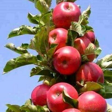 Яблоня колоновидная Стрела