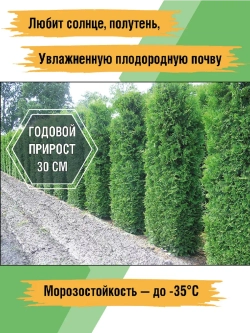 Саженец Туя западная Брабант 5 шт хвойные
