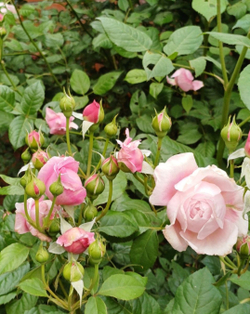 Роза Алан Тичмарш Rosa Alan Titchmarsh