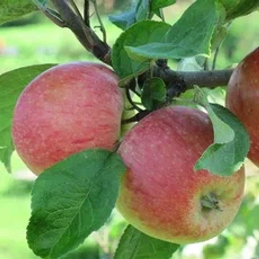 Яблоня Успенское подвой 54-118, полукарликовый С5 Закупка М69 июнь 2026