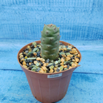 Tephrocactus Articulatus Diadematus (Тефрокактус)