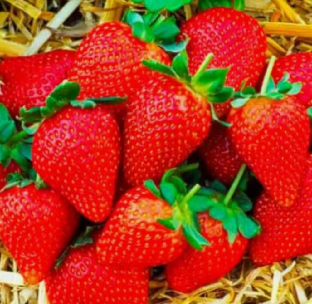 Клубника Брилла рассада меристема