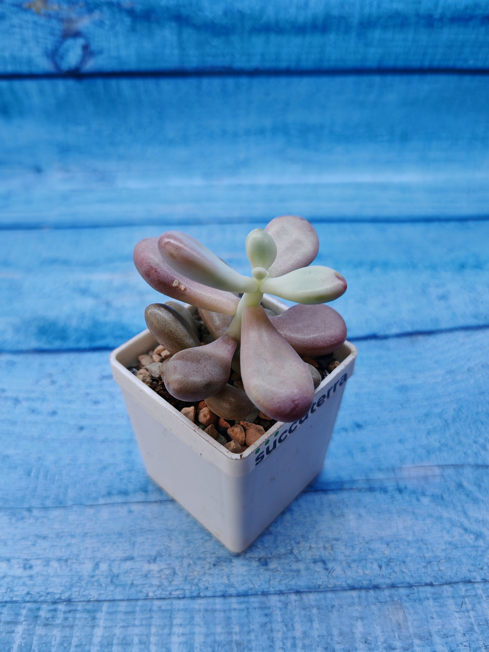 Pachyphytum Oviferum Pink (Пахифитум)