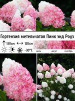 Гортензия метельчатая Пинк энд Роуз