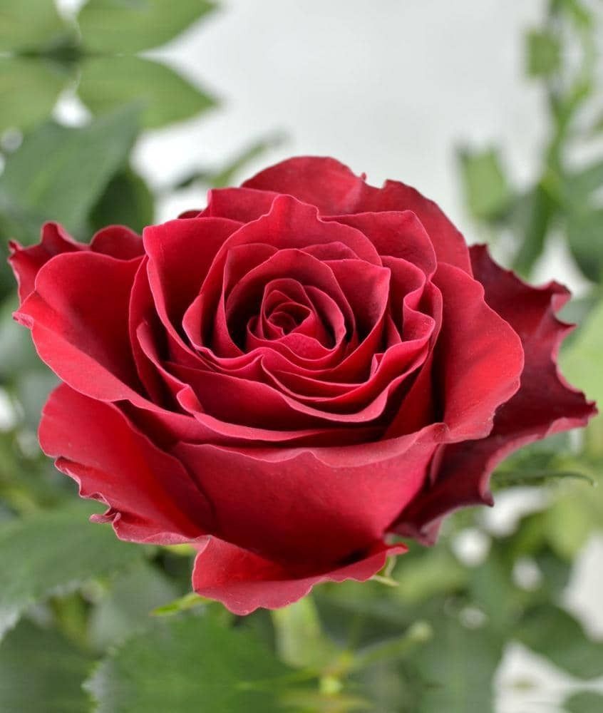 Роза чайно-гибридная Родос (Rhodos)