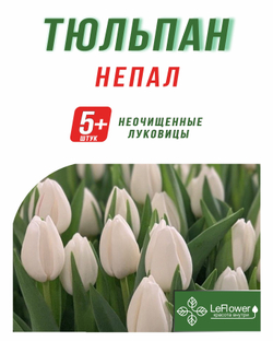 Тюльпан Луковица, Непал, 5+ шт