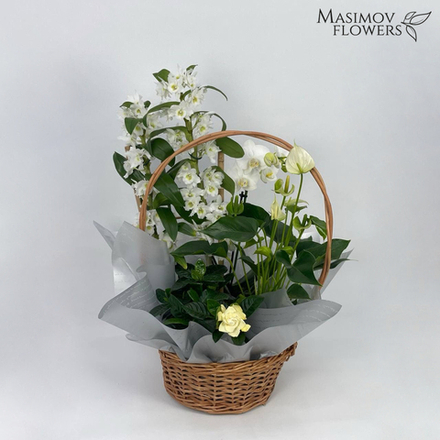 Композиция "Амадеус"