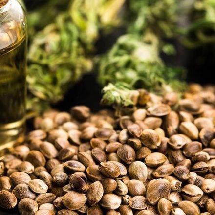 Конопля (Hemp)