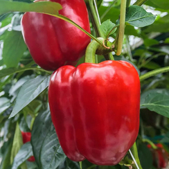 РЭД БАРОН F1 семена перца сладкого (Enza Zaden | Alexagro)