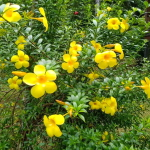 Алламанда карликовая – Allamanda compact