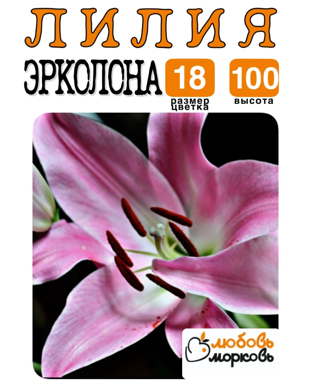 Лилия Луковица, Эрколона, ЛА-гибрид, разбор 22/24, 1 шт
