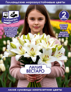 Лилия Луковица, Вестаро, 2 шт