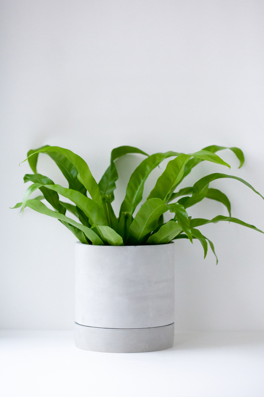 Цилиндр "Чистота", серый, д 15