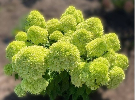 Граундбрейкер Грини (Литтл Эппл) р9 август 2026 г