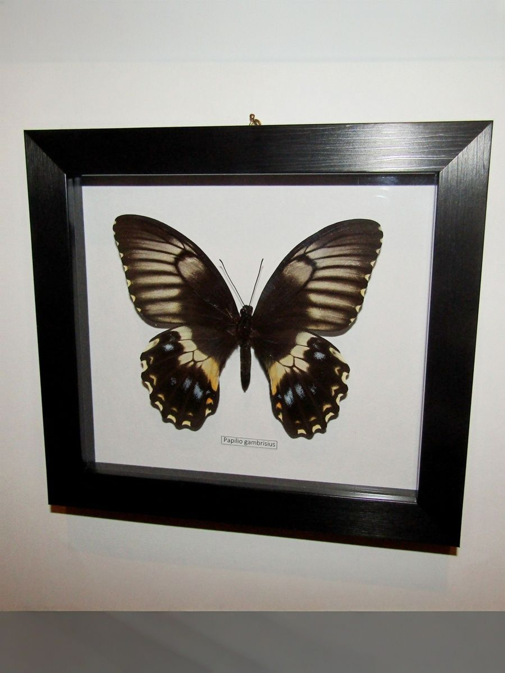 Бабочка Papilio gambrisius самка в рамке