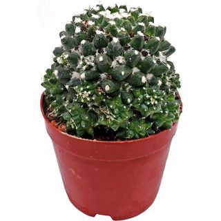 Маммиллярия монстроза (кластер) (Mammillaria monstrosa)