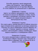 Княжик Мой Ангел клематис неукрывной