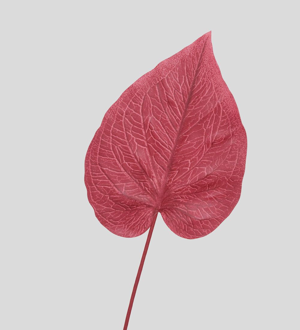 TR 574M Каладиум