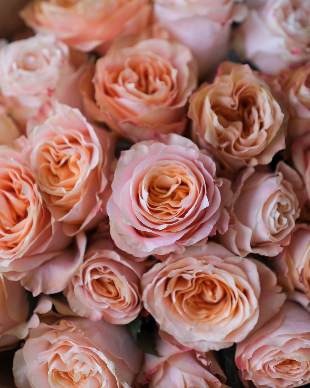 Моно из пионовидных роз Принцесс Краун в крафте