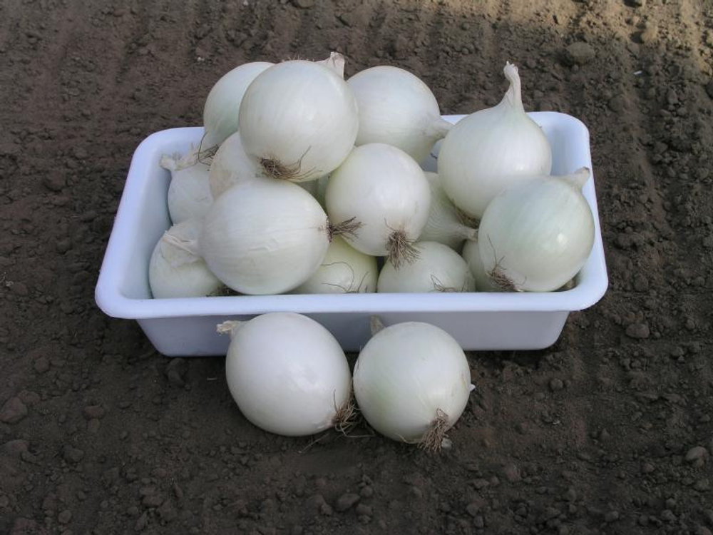 Лук-реп. Комета F1 0,5г Мировые Семена VITA GREEN