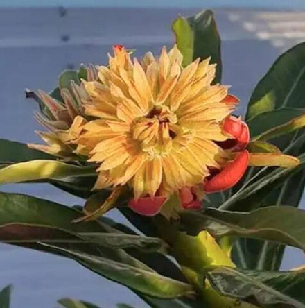 Адениум обесум 308 Hướng dương