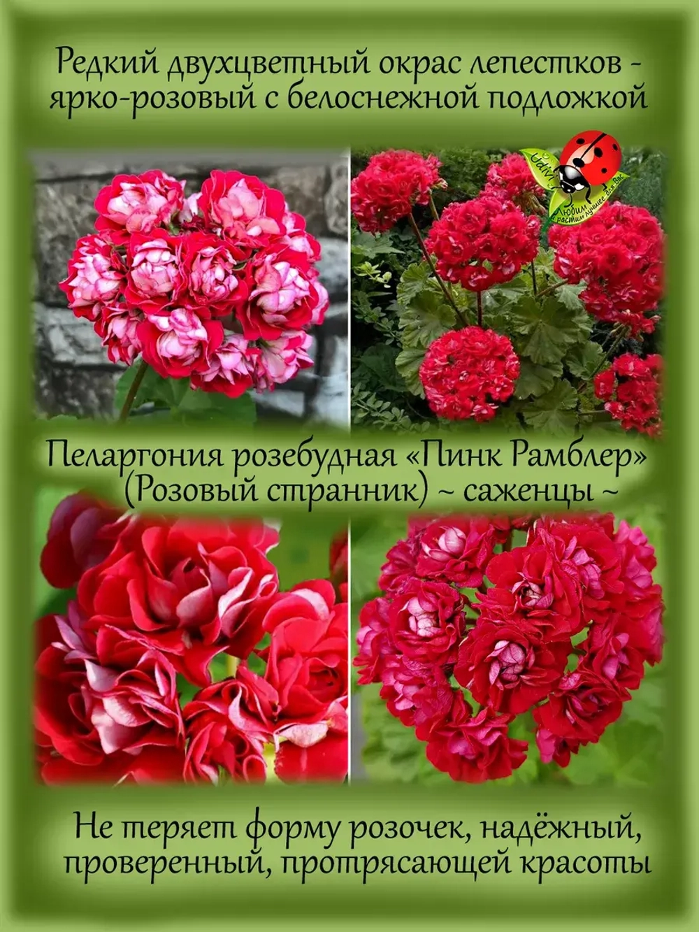Пеларгония Розовый странник розебудная Пинк Рамблер