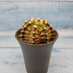 Gymnocalycium T-Rex Pink hybride (Гимнокалициум T-rex)