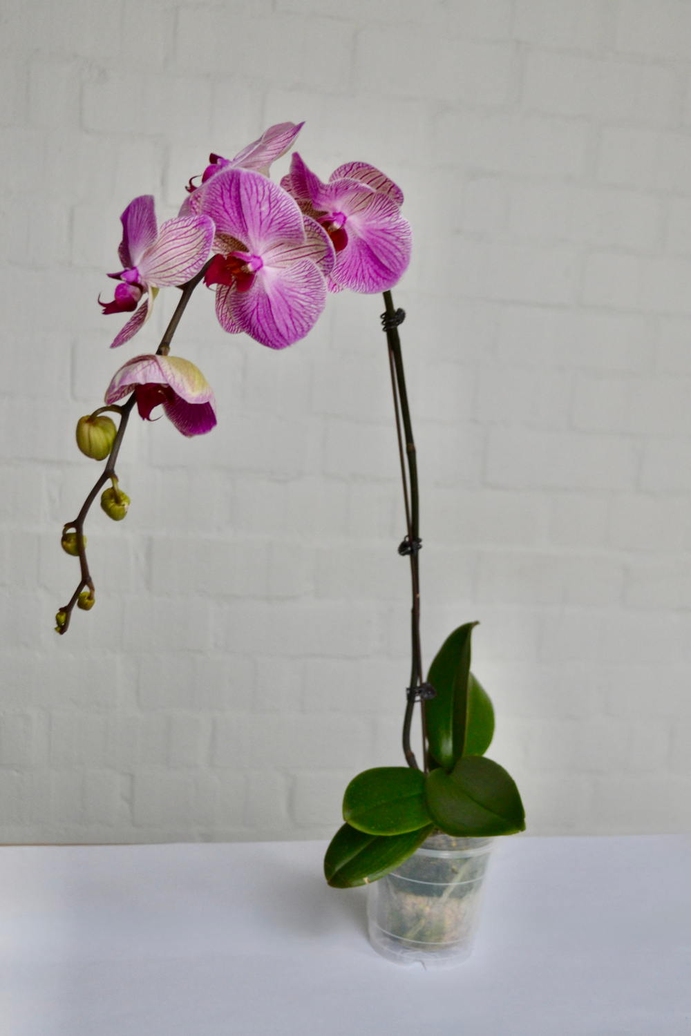 Фаленопсис д.12