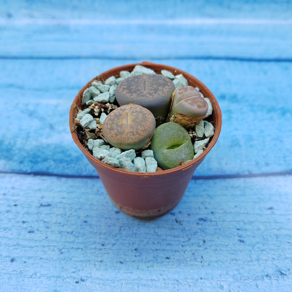 Lithops sp. (Литопсы)