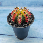 Gymnocalycium Variegata (Гимнокалициум Вариегатный)