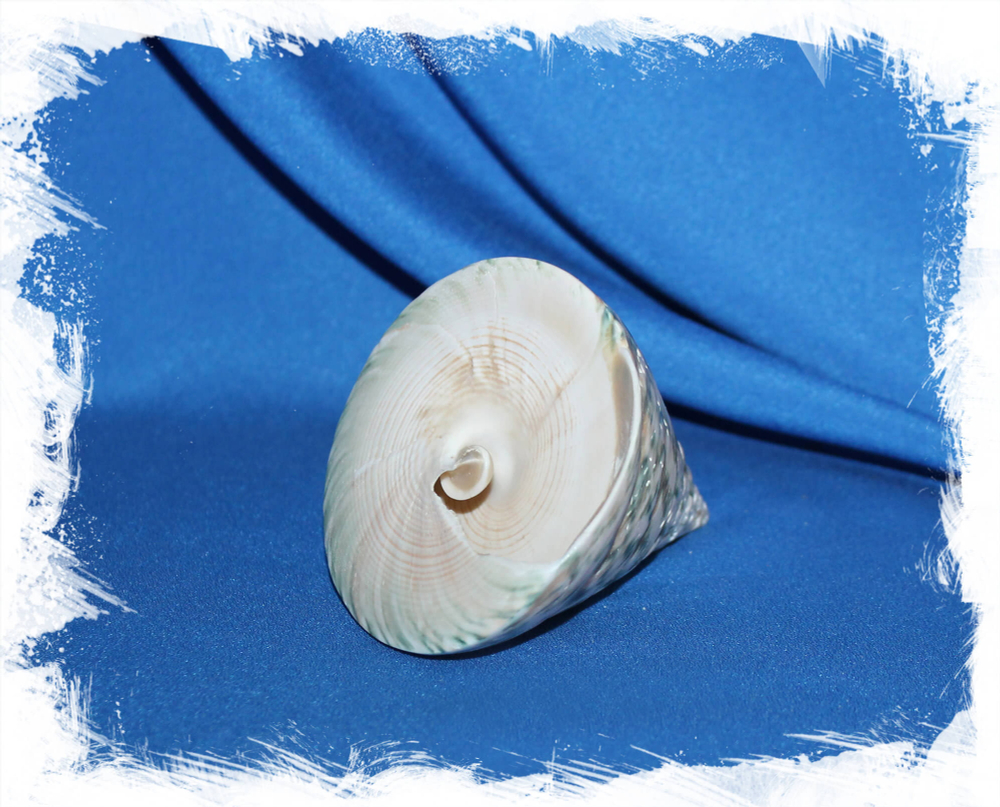 Трохус Пирамис