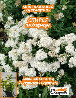 Саженец, Спирея, Альбифлора