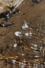 Пусеты Крылья бабочек