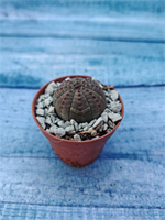 Суккулент Euphorbia Obesa (Эуфорбия)