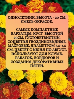 Семена Бархатцы махровые "Бой" смесь окрасок 2 грамм