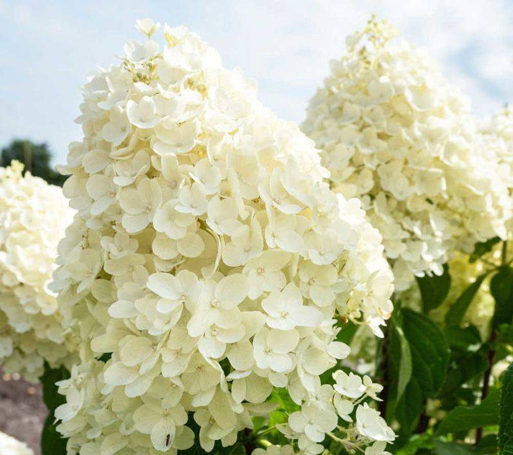 Гортензия метельчатая Саммер Сноу С10 30-40