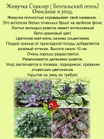 Живучка Спарклер Бенгальский огонь аюга многолетник