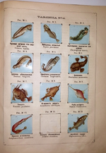 "Рельефный зоологический атлас. Часть третья. Пресмыкающиеся и рыбы.". Гагельберг. 1880 г.    Антикварная книга